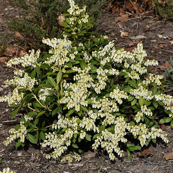 Pieris, Cavatine Dwarf--3 gallon