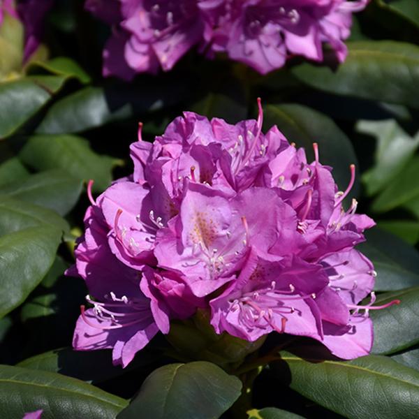 Rhododendron Lav/Pink Elegans- 3c