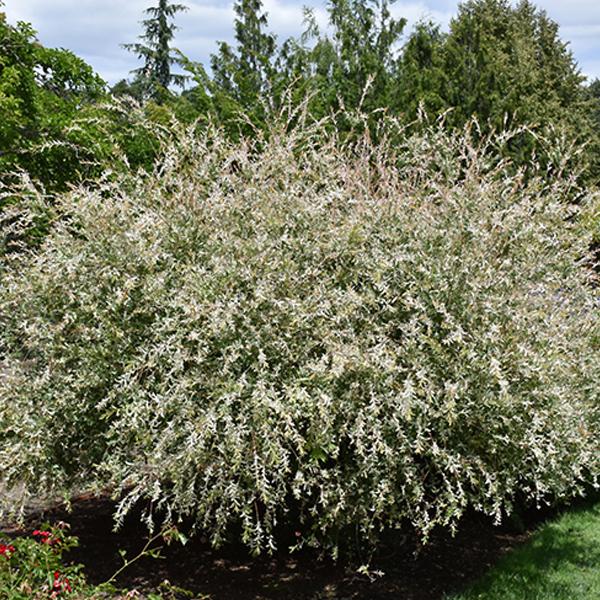 Tri-Color Dappled Willow