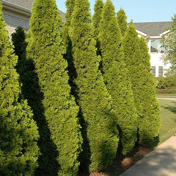 Arborvitae Thuja Occidentalis Emerald Green - 5c