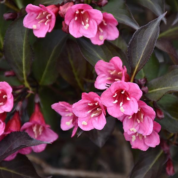 Weigela Wine & Roses - 3c