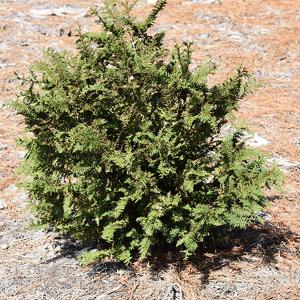 Cypress Gold Fernspray 3c