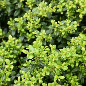 Holly Japanese Soft Touch - 3c 12/15"