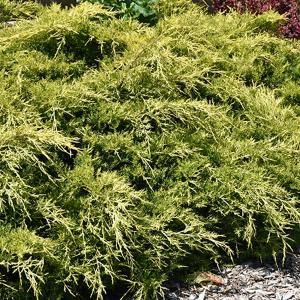 Juniper Gold Lace 3c