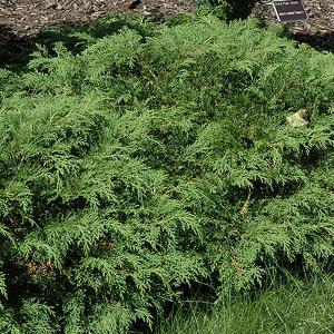 Cypress Russian - 3c
