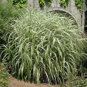 Cabaret Maiden Grass - 2c