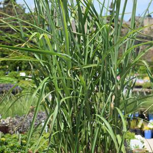 My Fair Maiden Maiden Grass - 2c