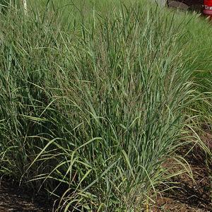 Grass Ruby Ribbon Switch - 2c