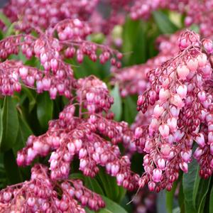 Pieris, Katsura3 gallon