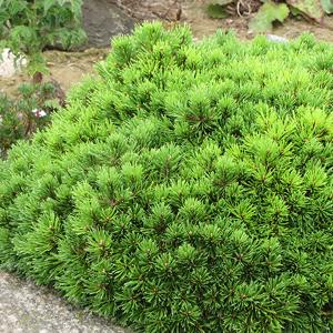 Pine Dwarf Mugo  - 3c 