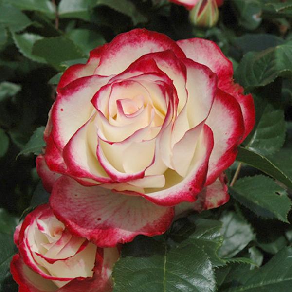 Rose White / Red-Cherry Parfait - 3c