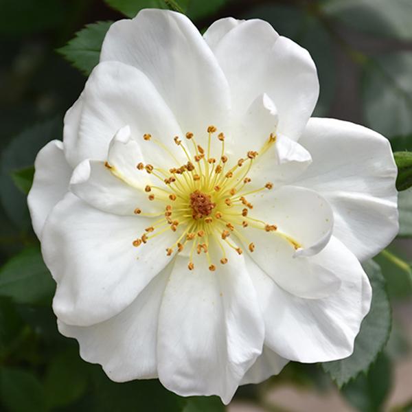 Roses Easy Elegant White - 2c