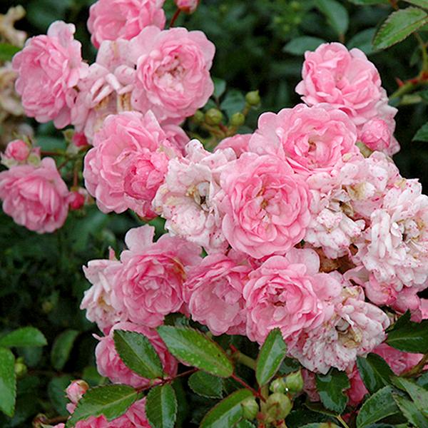 Roses Pastel Pink - 3c