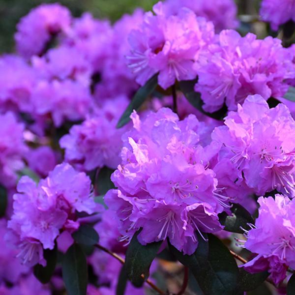 Rhododendron Lav/Pink Elite - 3c