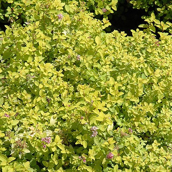 Spirea Japanese Golden Elf - 2c