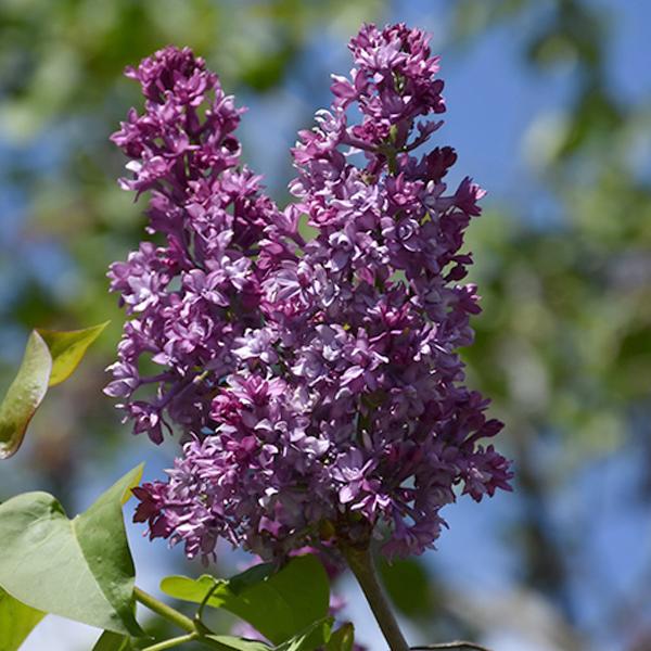 Lilac Royal Purple - 3c 24/30"