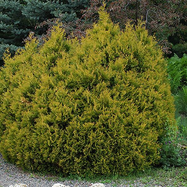 Arborvitae Thuja Occidentalis Rheingold - 2c