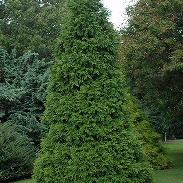 Arborvitae Thuja X Green Giant - 3c