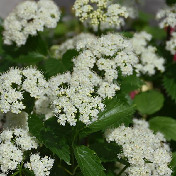 Viburnum Blue Muffin - 3c