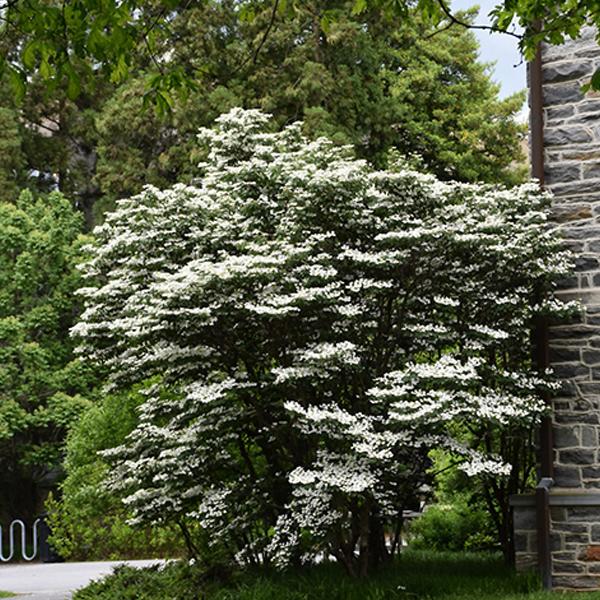 Viburnum Japanese Summer Snowflake - 5c