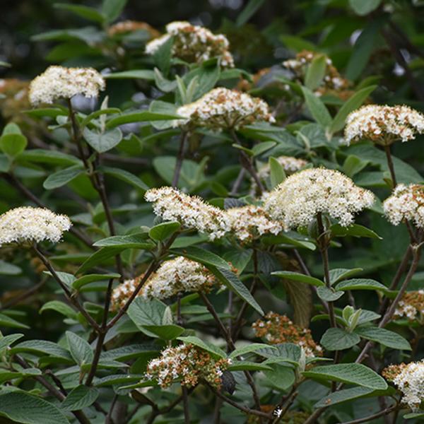 Viburnum Allegheny - 3c