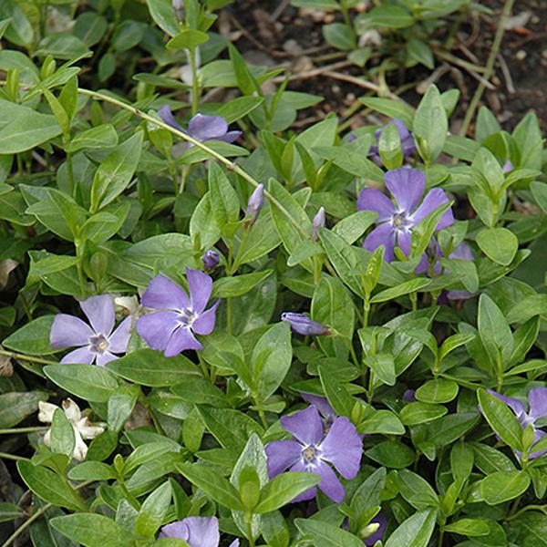 Myrtle Periwinkle - 2.25" peat pots