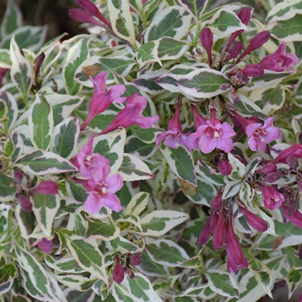 Weigela My Monet Purple - 3c