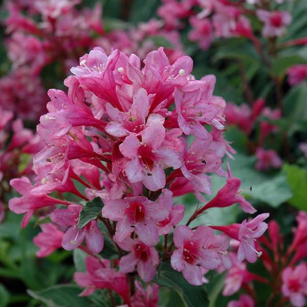 Weigela Reblooming Sonic Bloom Pink - 3c