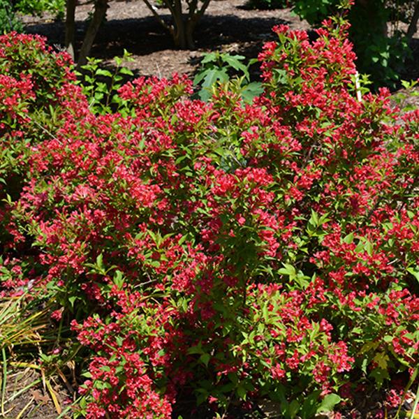 Weigela Sonic Bloom Red - 3c