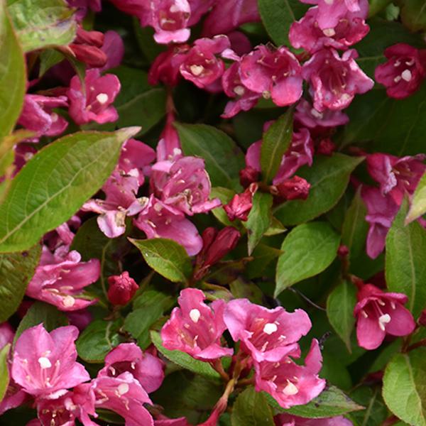 Weigela Strobe Date Night - 3c