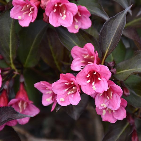 Weigela Wine & Roses - 2c 2.8g/10.6L