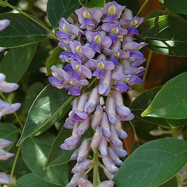 Wisteria Kentucky - 2c