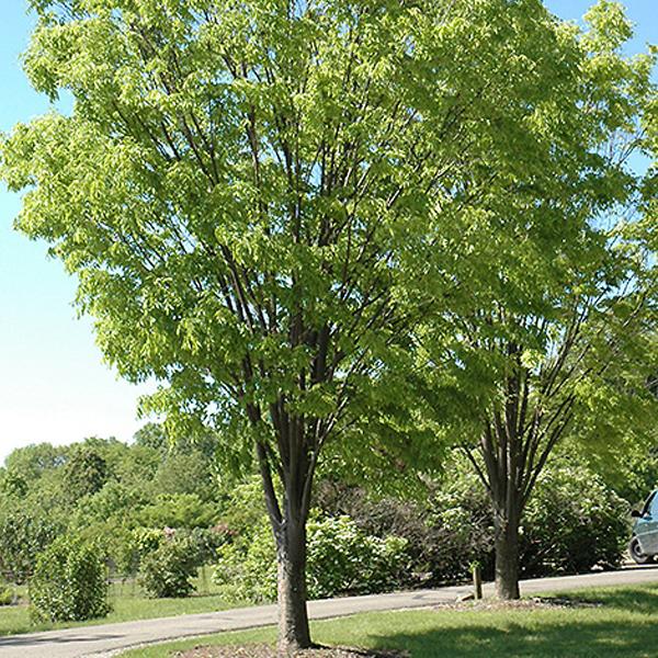 Zelkova Japanese Green Vase - 15c