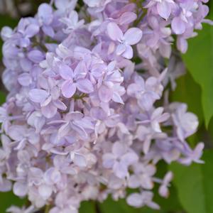 Lilac Scentara Double Blue - 3c