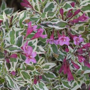 Weigela My Monet Purple - 3c