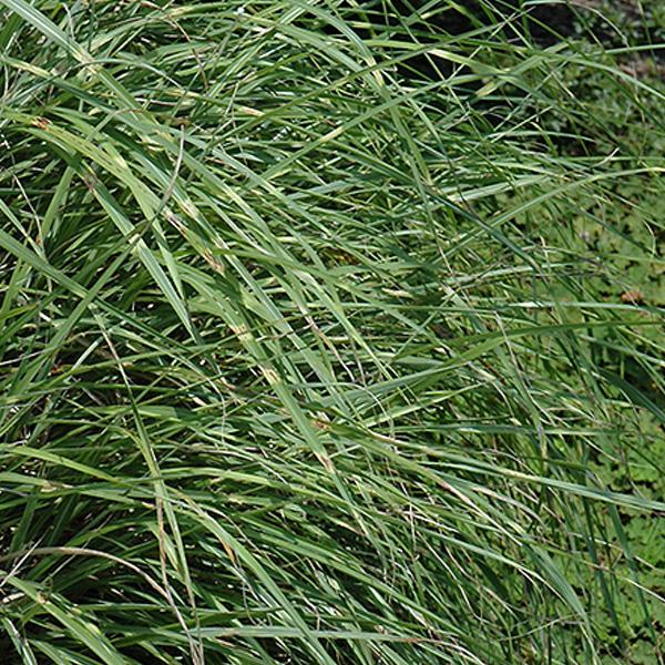 Grass Dwarf Japanese Silver - 2c