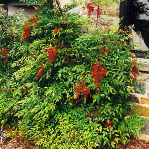 Heavenly Bamboo Nandina - 3c