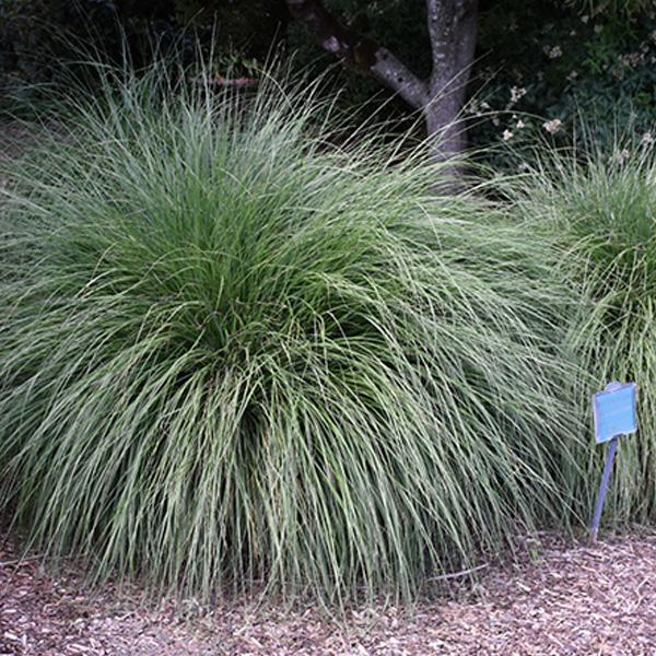 Fountain Grass Dwarf  - 2c