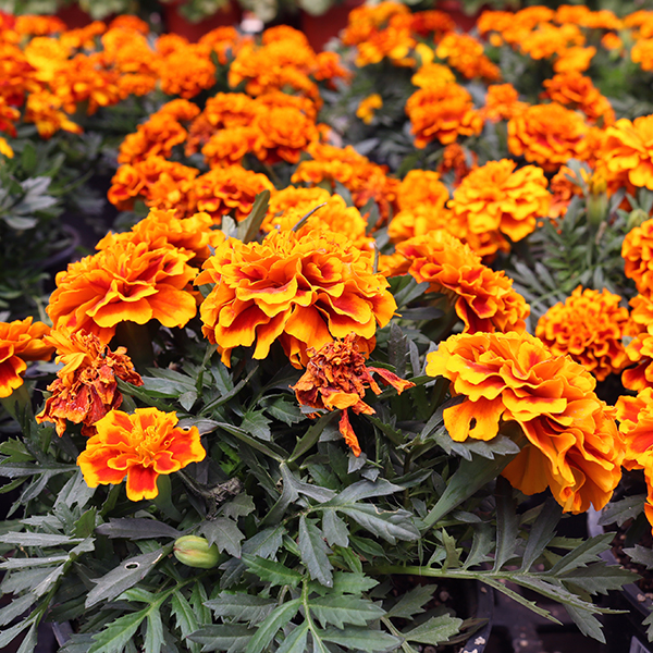 6 In Marigold
