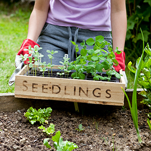 Grow Your Own Food