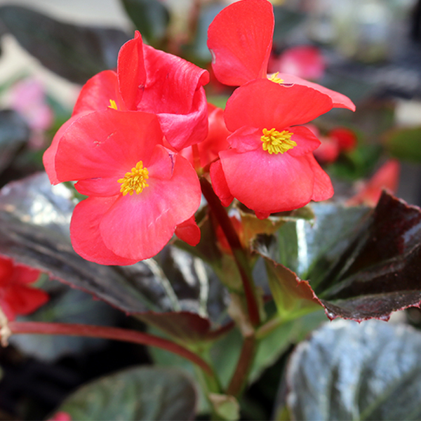 6 In Begonia