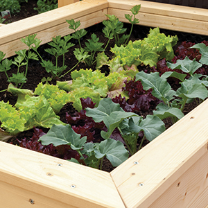 Raised Beds