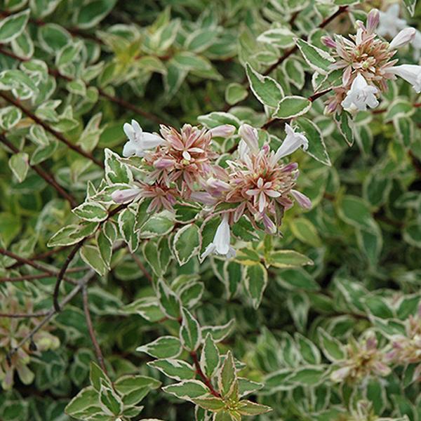 Abelia Glossy Radiance - 3c