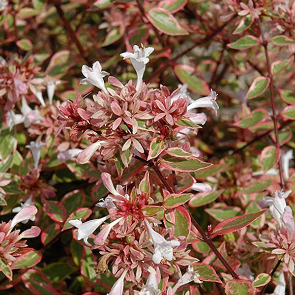 Abelia Glossy Sunshine Daydream - 3c