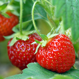 Fruit Plants