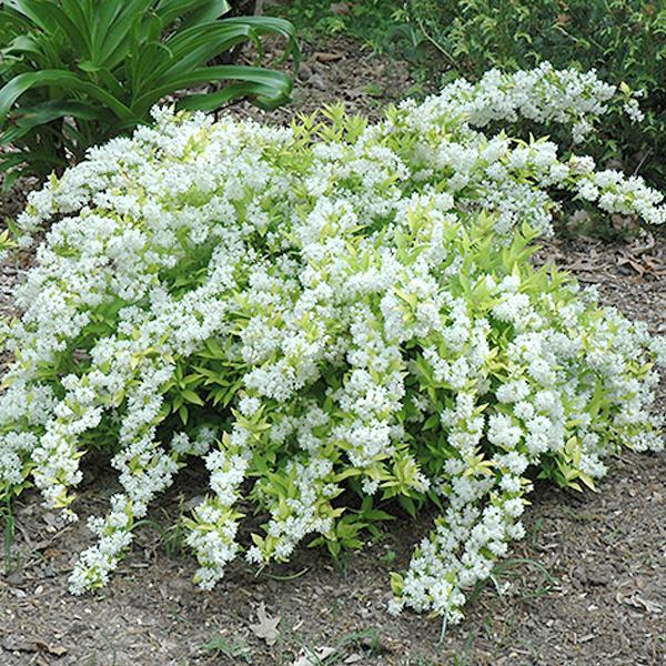 Deutzia Chardonnay Pearls - 2c