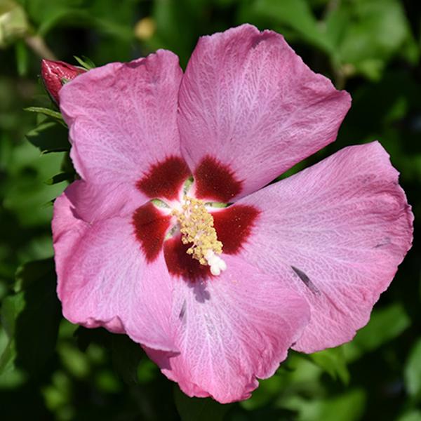Hibiscus Pink Rose of Sharon - 3c