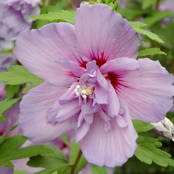 Hibiscus Blue Rose of Sharon - 3c