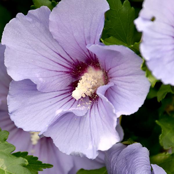 Hibiscus Blue Satin Rose of Sharon - 3c