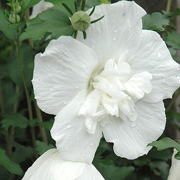 Hibiscus White Rose of Sharon - 3c